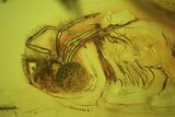 Two Fossil Flies (Diptera) & Spider (Aranea) In Baltic Amber #50653-1